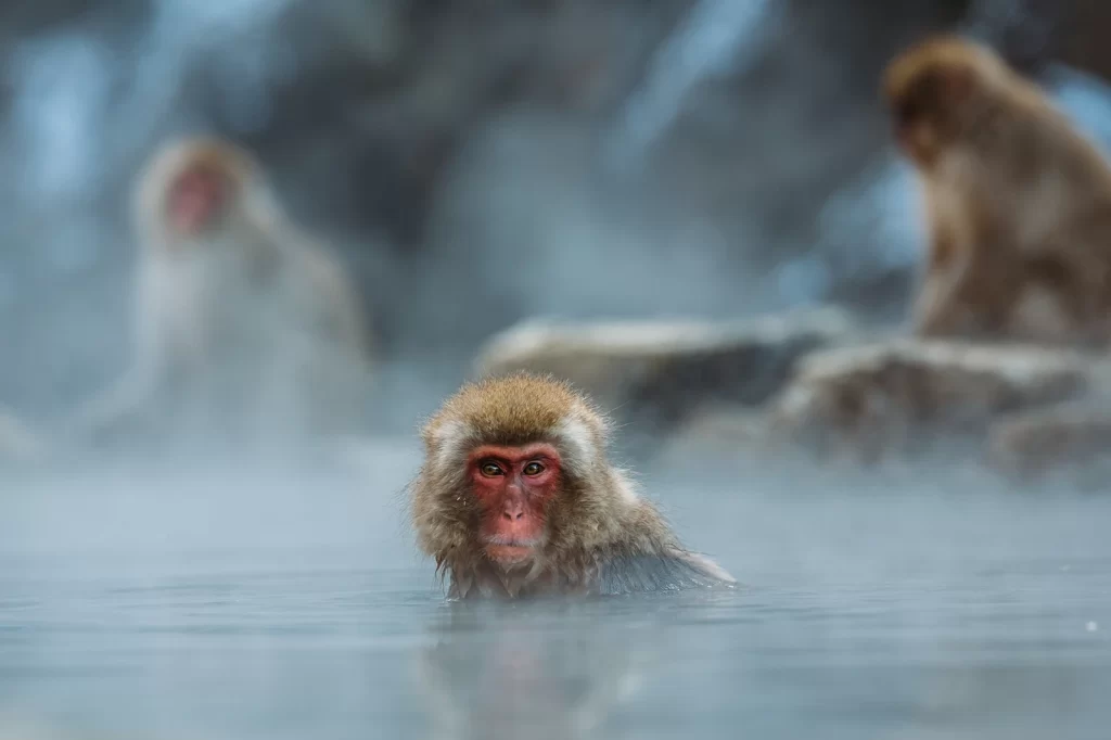 snow monkeys japan