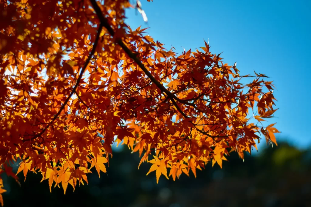 autumn in japan 2023