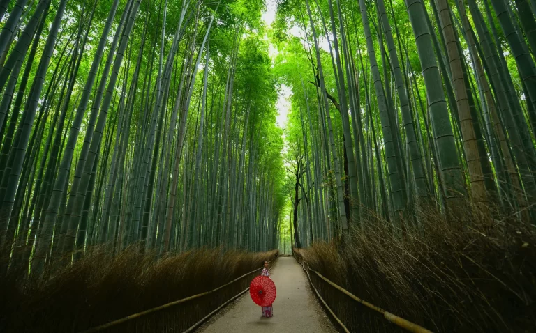 Arashiyama Bamboo Forest in Kyoto